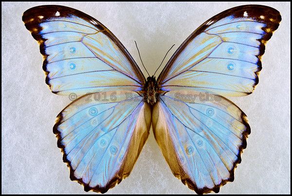 a blue and brown butterfly sitting on top of a white surface with its wings open