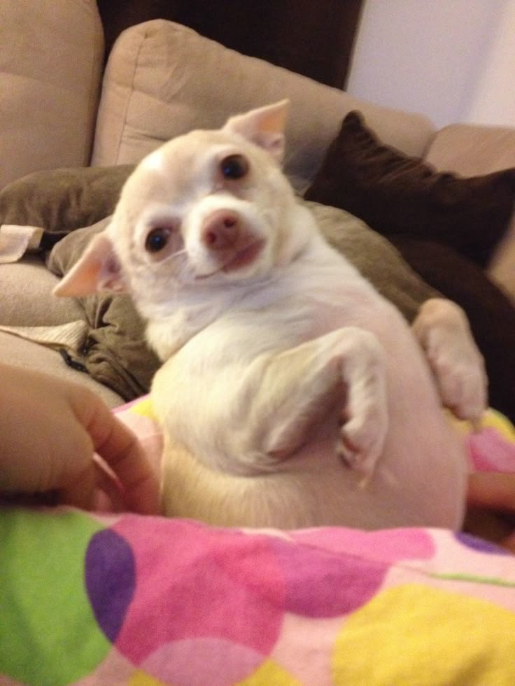 a small white dog laying on top of a person's lap in front of a couch