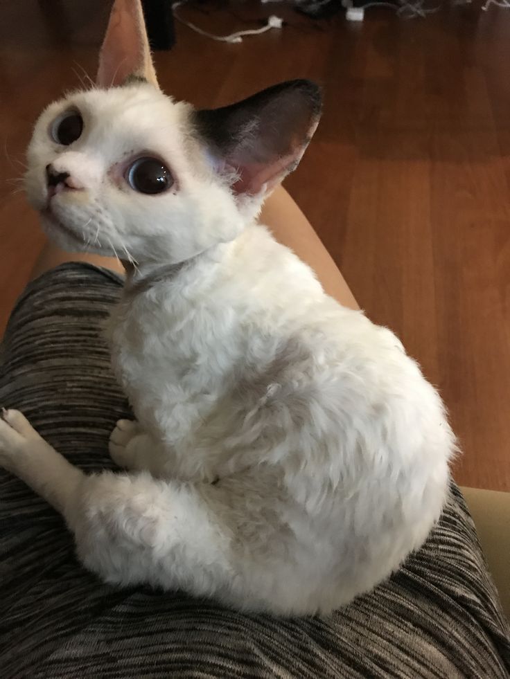 a small white cat sitting on top of a couch