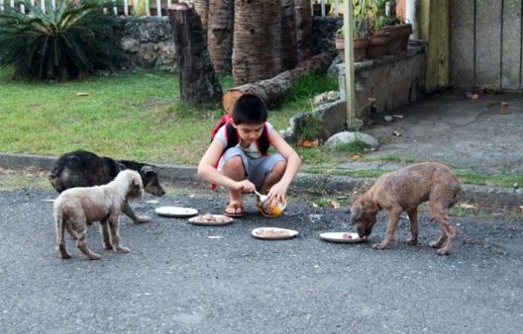 a woman is feeding three baby animals on the street with plates in front of her