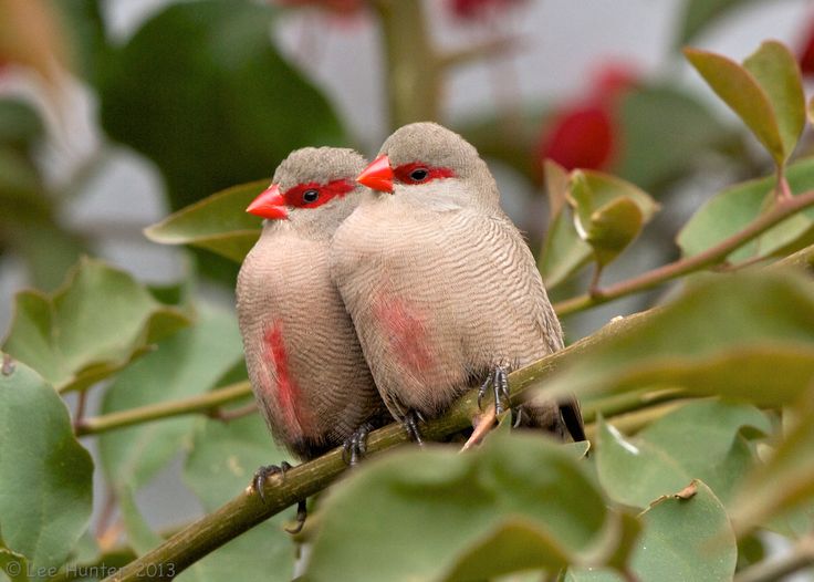 two birds sitting on top of a tree branch with red beaks and green leaves