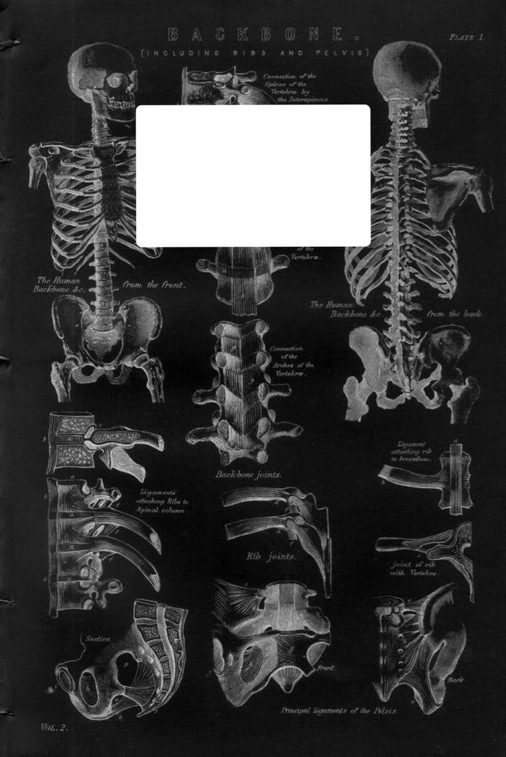 a black and white drawing of different bones