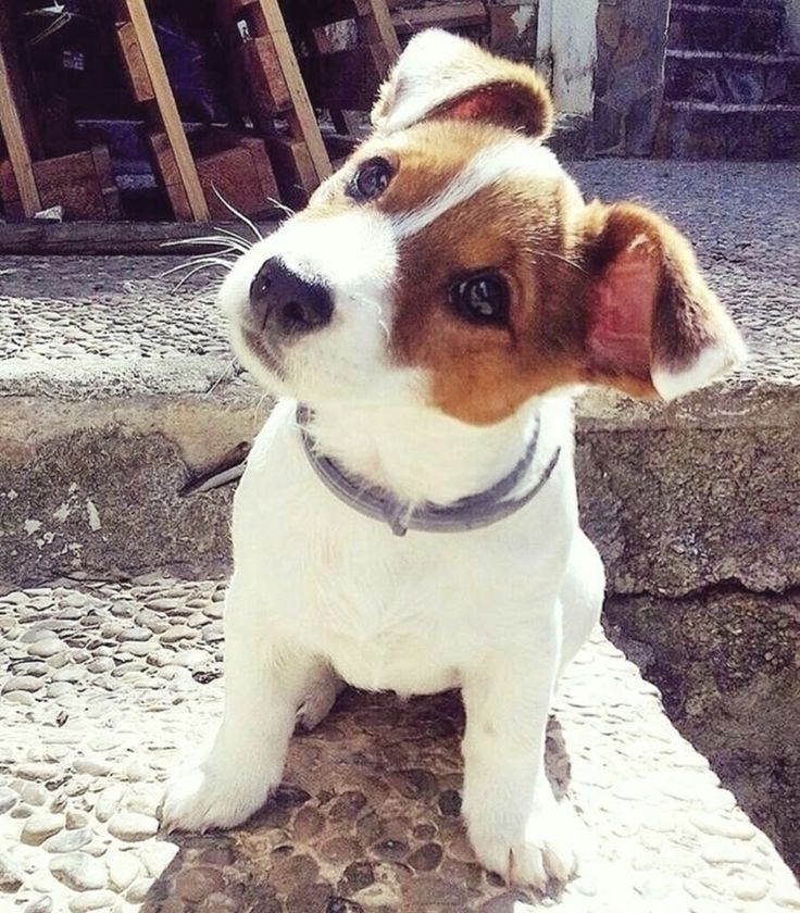 a small brown and white dog sitting on top of a stone step next to a building