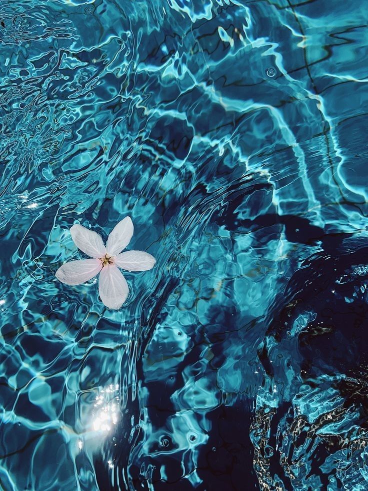 a white flower floating on top of blue water