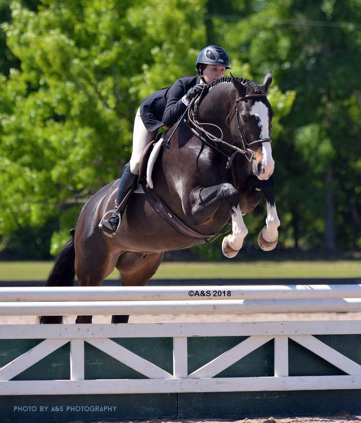 a person riding on the back of a brown horse jumping over an obstacle with trees in the background