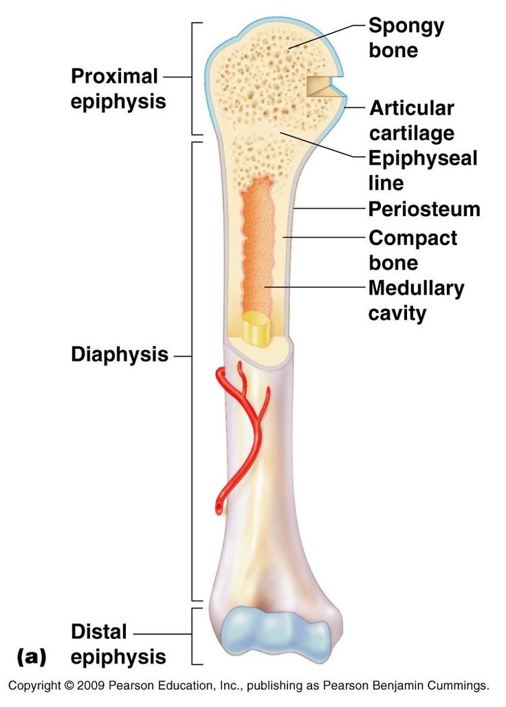 the structure of a long bone and its major structures, including the endymil