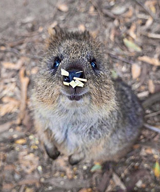 Quokka Tattoo, Quokka Aesthetic, Quokka Drawing, Quokka Wallpaper, Quokka Cute, Skzoo Quokka, Quokka Animal, Happiest Animal, Cute Quokka