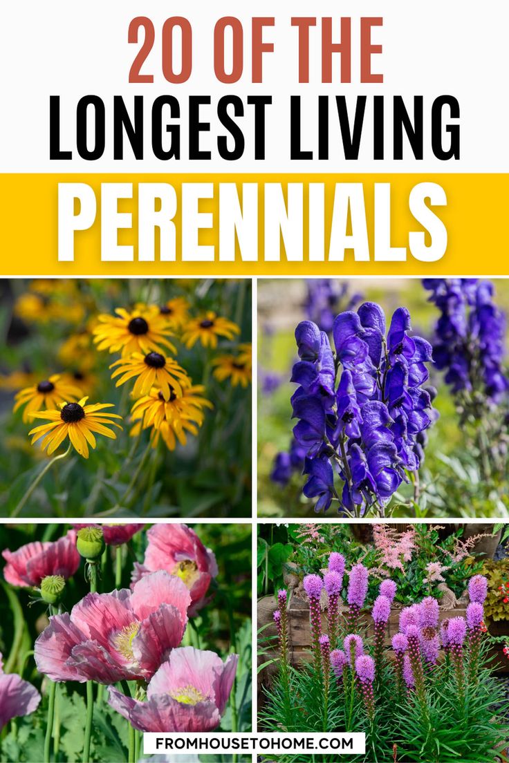 flowers and plants with text overlay that reads 20 off the longest living perennials