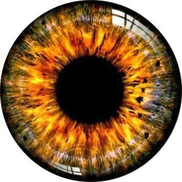 Fantasy Taxidermy, Iris Eye, Eye Texture, Pendant Making, Blur Photo Background, Background Images For Editing, Best Photo Background, Black Background Images, Iphone Background Images