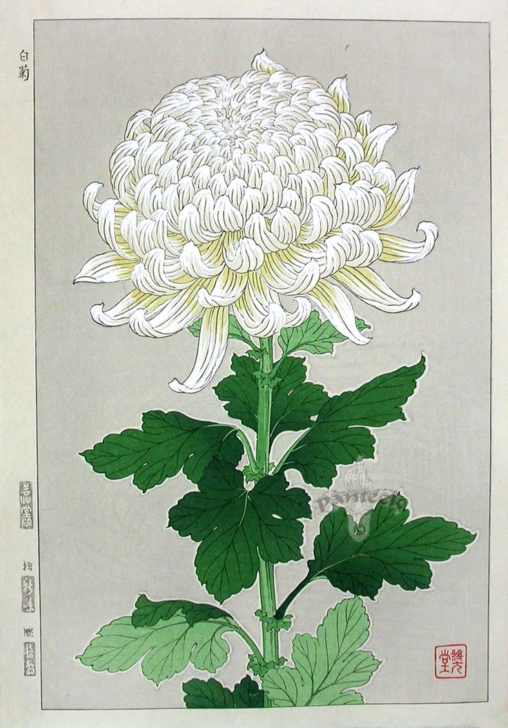 an illustration of a white flower with green leaves