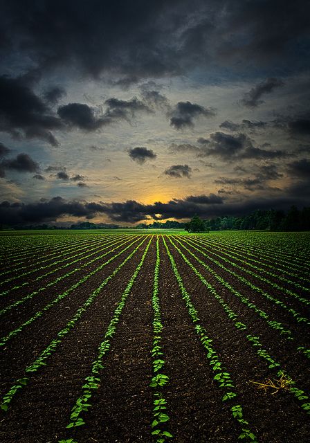 a field with rows of green plants under a cloudy sky at sunset canvas wall art print