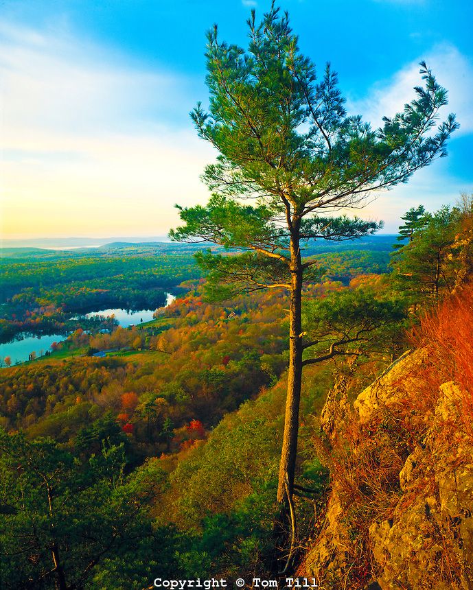 a lone pine tree on the edge of a cliff overlooking a lake and forest in autumn