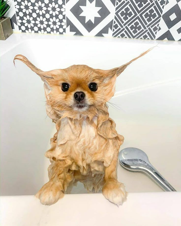 a small dog sitting in a bathtub with hair on it's head and looking at the camera