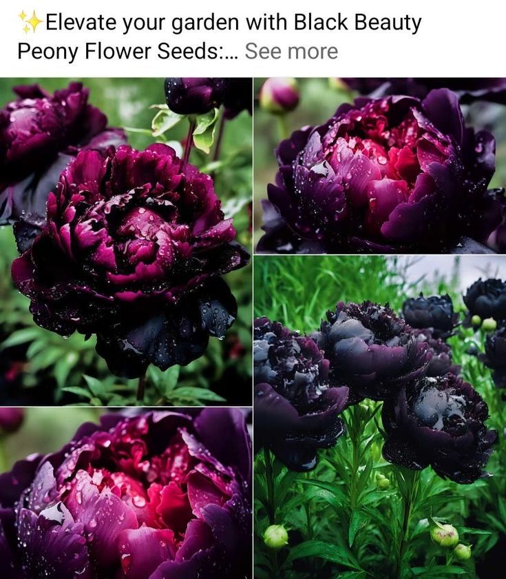 several pictures of purple flowers with water droplets on them, and the words black beauty below it