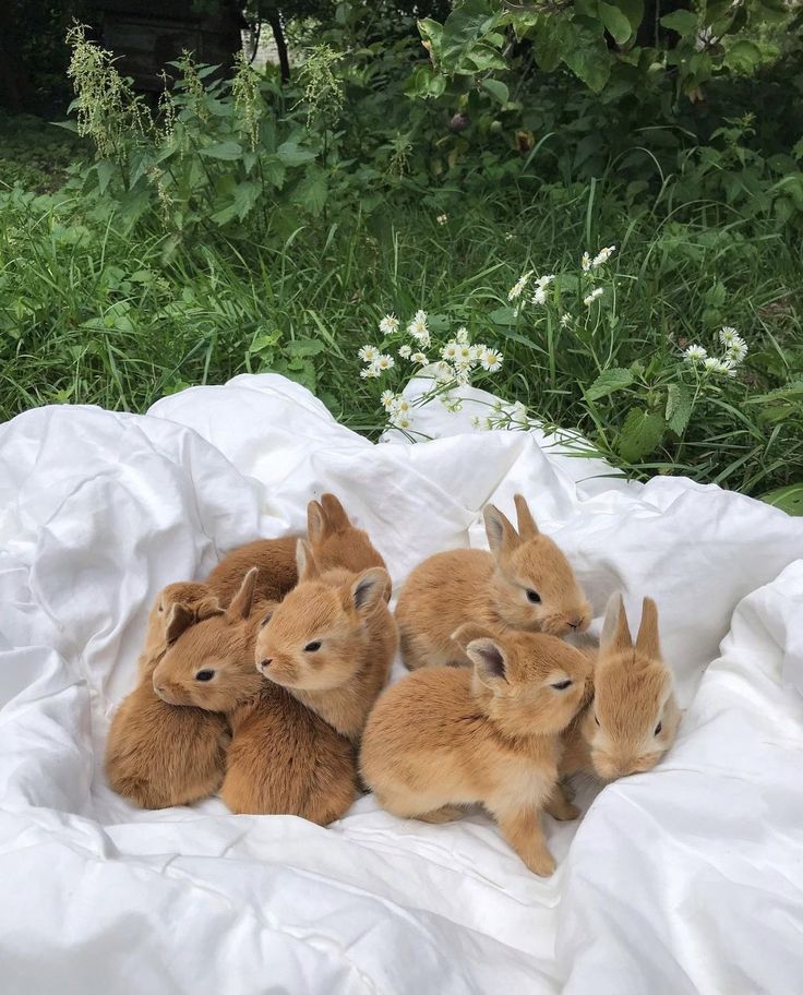 four small rabbits are sitting on a white sheet in front of some grass and flowers