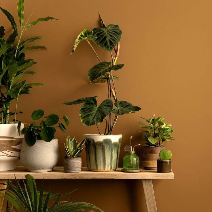 there are many potted plants on the shelf