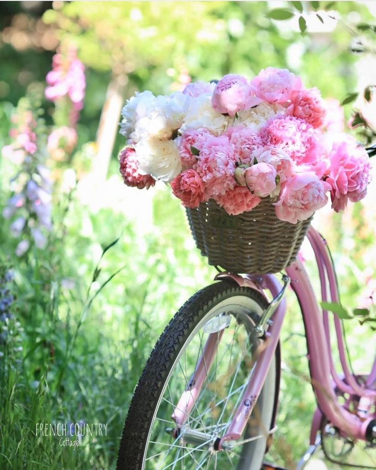 a pink bicycle with flowers in the basket