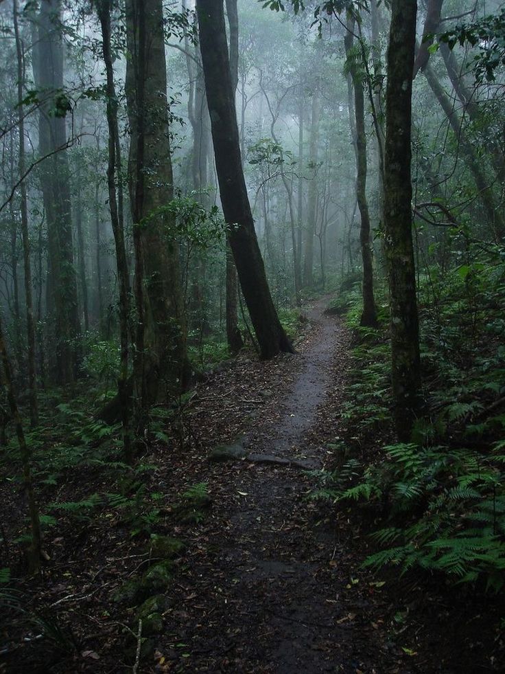 a trail in the woods with trees and fog