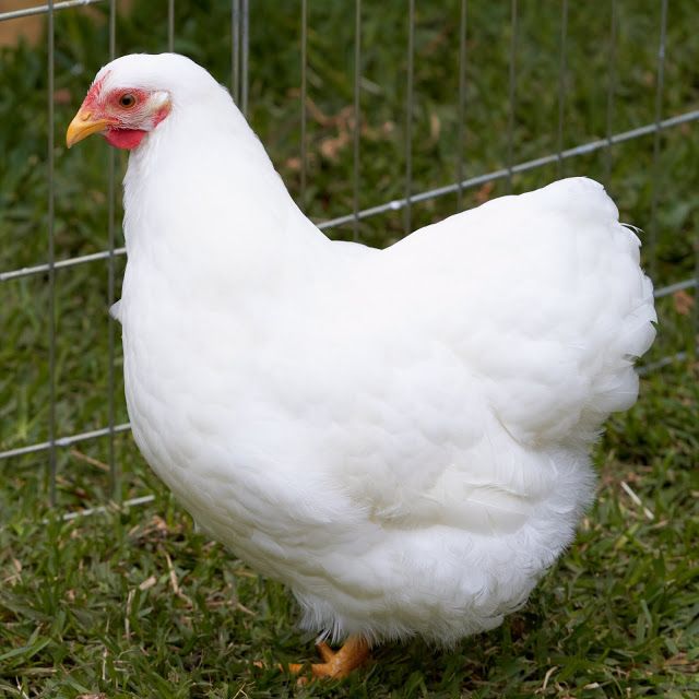 a white chicken standing in the grass next to a fence