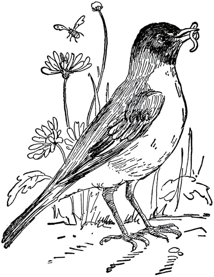 a black and white drawing of a bird sitting on the ground next to some flowers