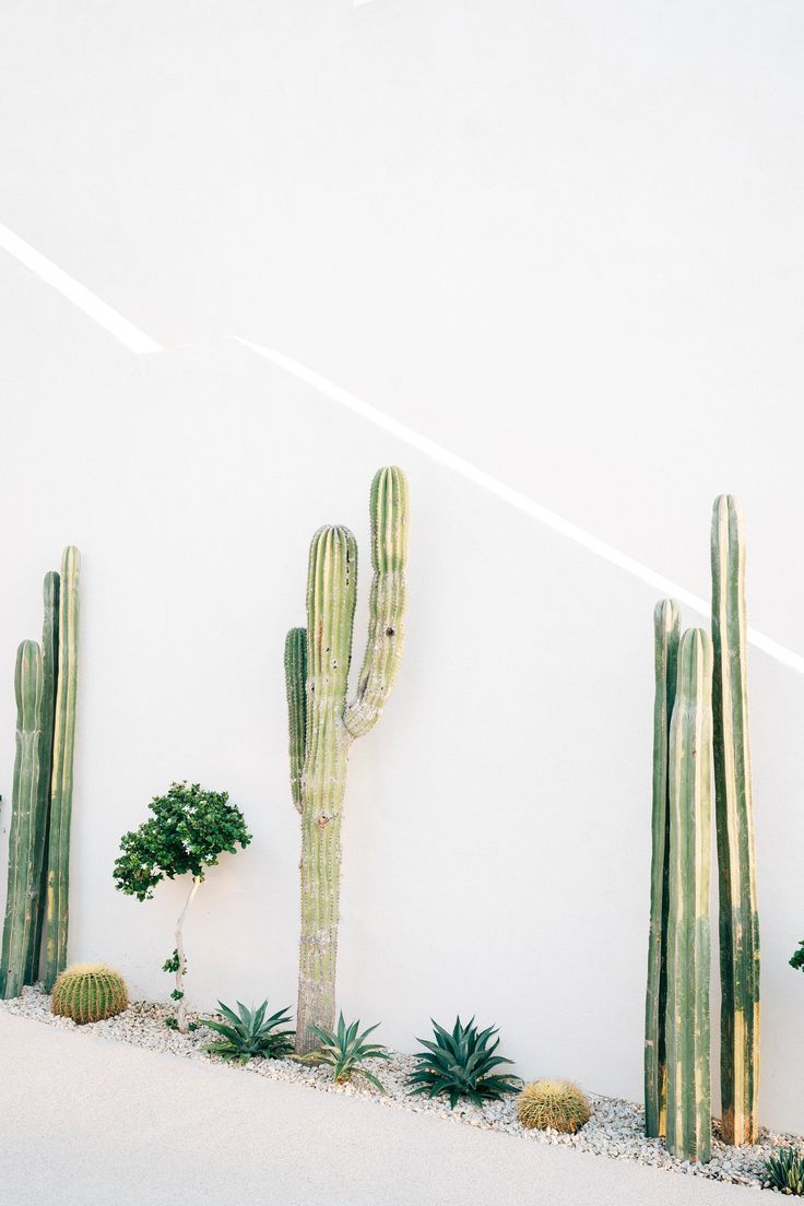 cactuses and succulents are lined up against a white wall in the desert