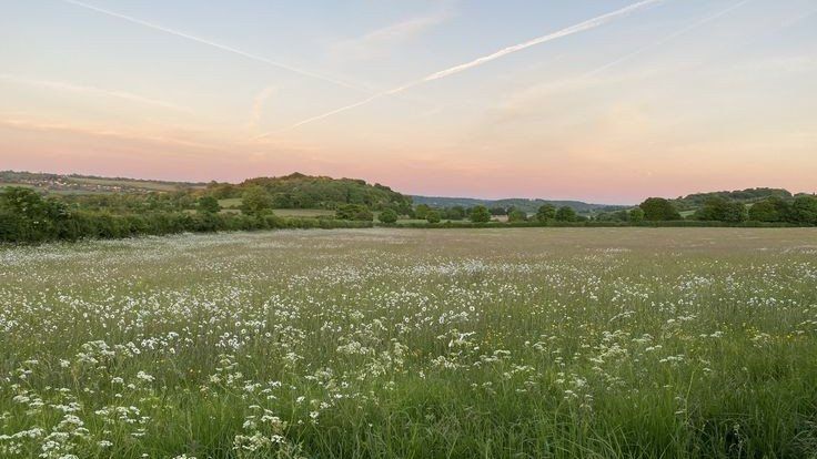 an open field with white flowers in the foreground and trees in the background at sunset