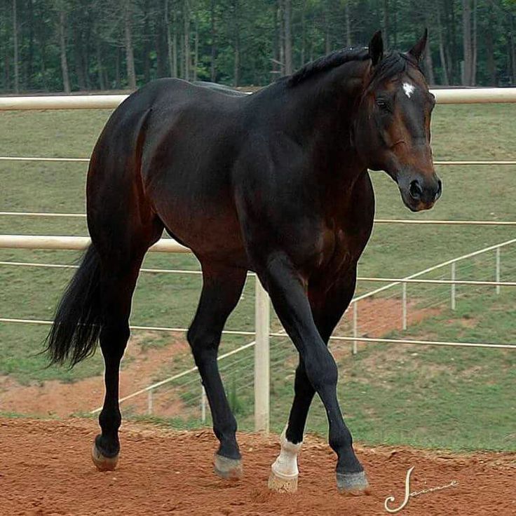 a black horse is trotting in an enclosed area