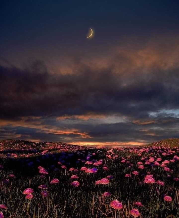 a field full of purple flowers under a cloudy sky with the moon in the distance