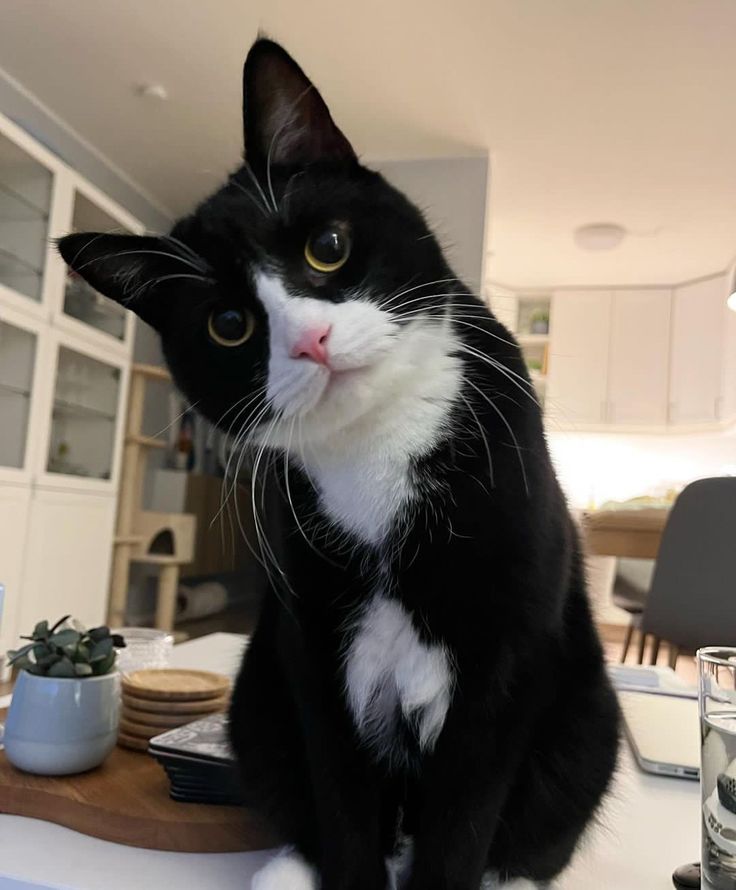 a black and white cat sitting on top of a table