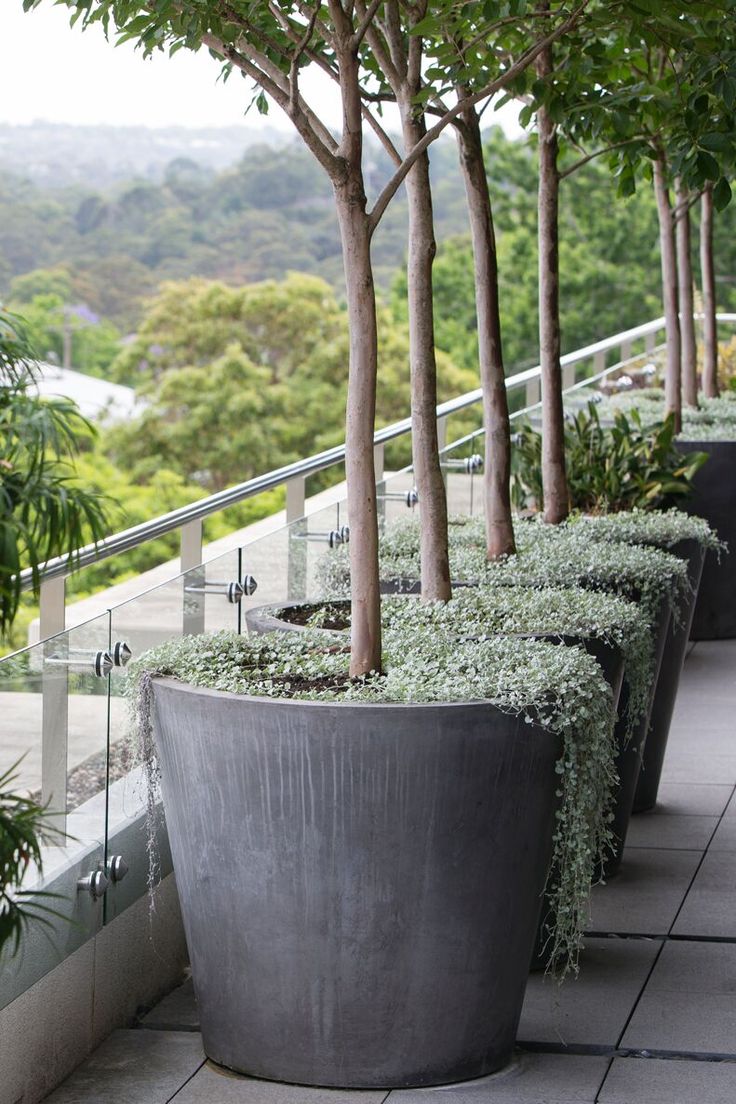 three large planters with trees in them on the side of a building next to some stairs