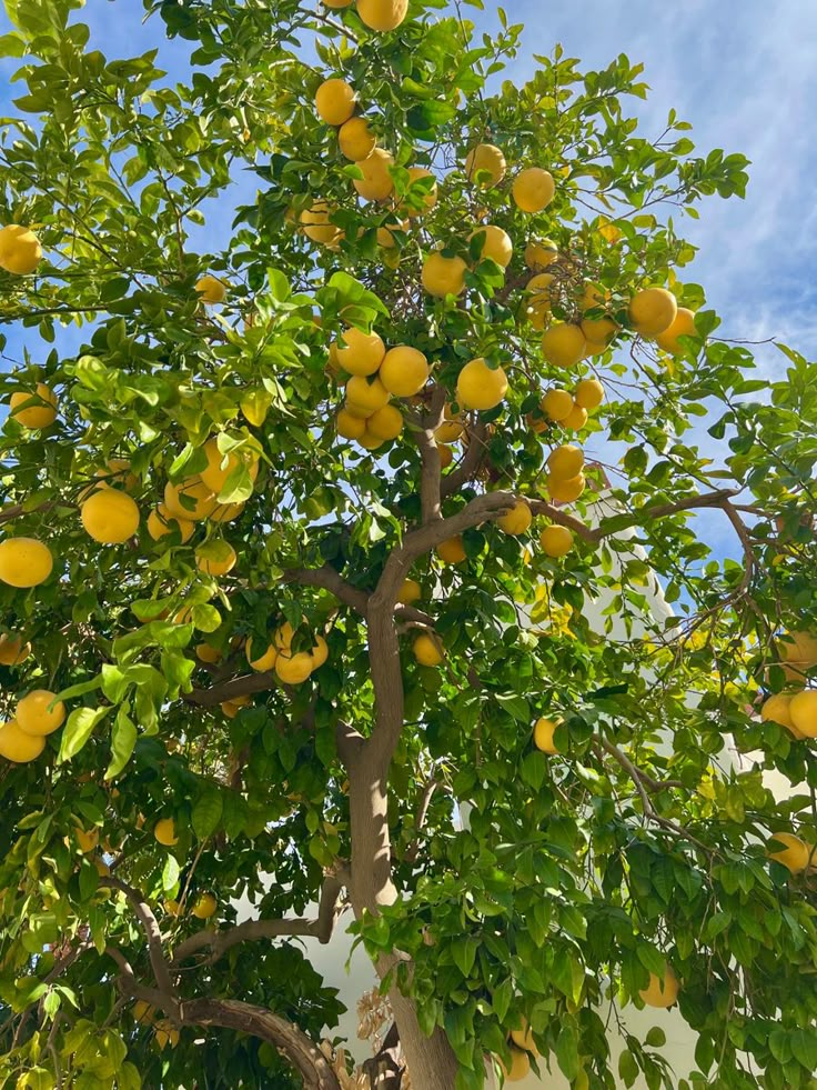 an orange tree with lots of fruit growing on it