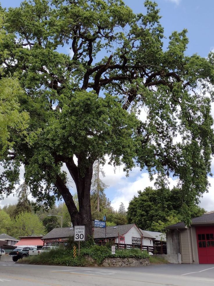 a large tree sitting in the middle of a parking lot