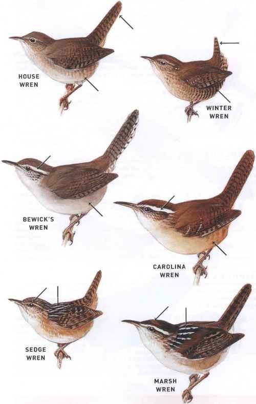 the different kinds of birds are shown in this page, with their names and description