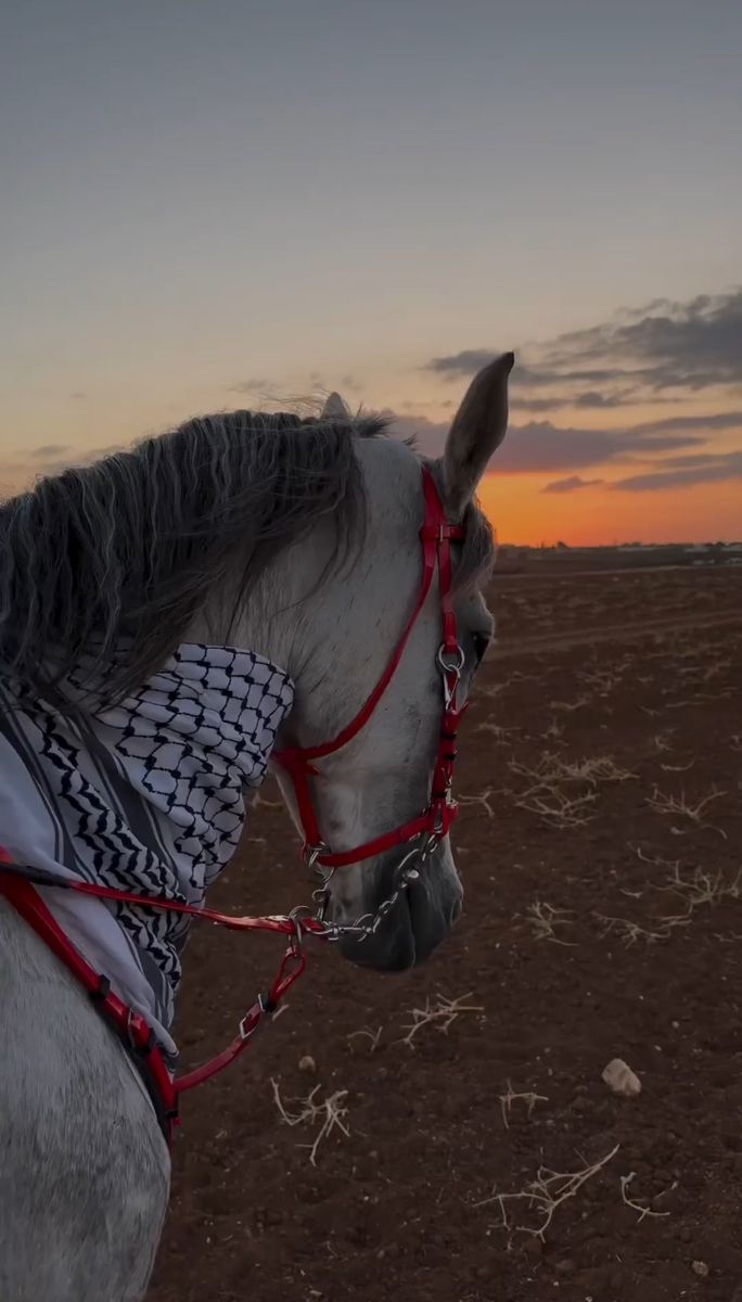 a white horse standing on top of a dry grass covered field at sunset with the sky in the background