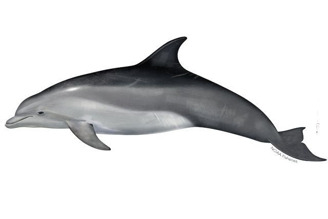 a drawing of a dolphin on a white background