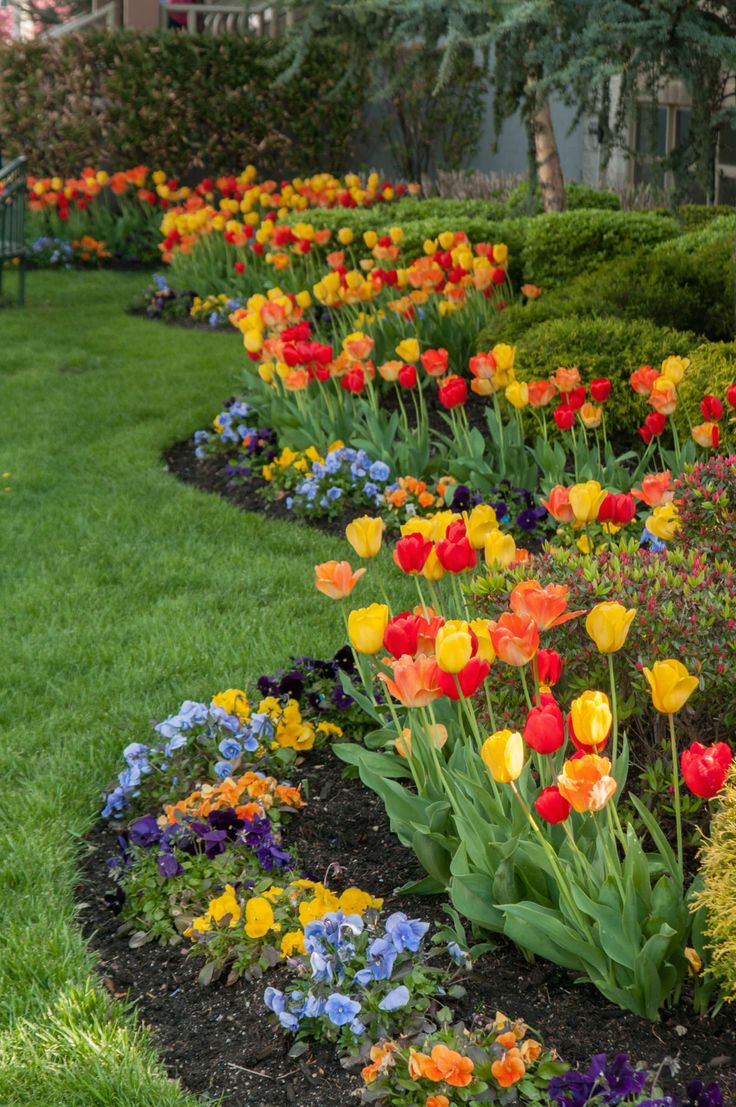 colorful flowers are growing in a garden bed