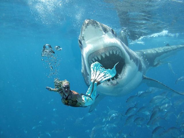 a man is swimming with a shark in the ocean