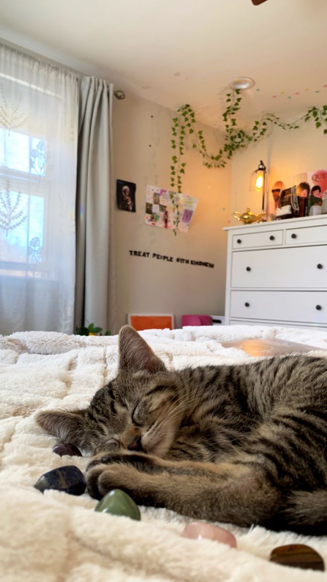 adorable kitten sleeping with crystals surrounding her Hehe Cat, Cats In House Aesthetic, Cat In House Aesthetic, Cats Astethic, Cat In Room Aesthetic, Cat In Bed Aesthetic, Cats On Beds Aesthetic, Adopting A Cat Aesthetic, Owning A Cat