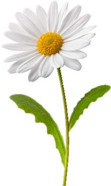 a single white daisy with green leaves on a white background in front of the camera