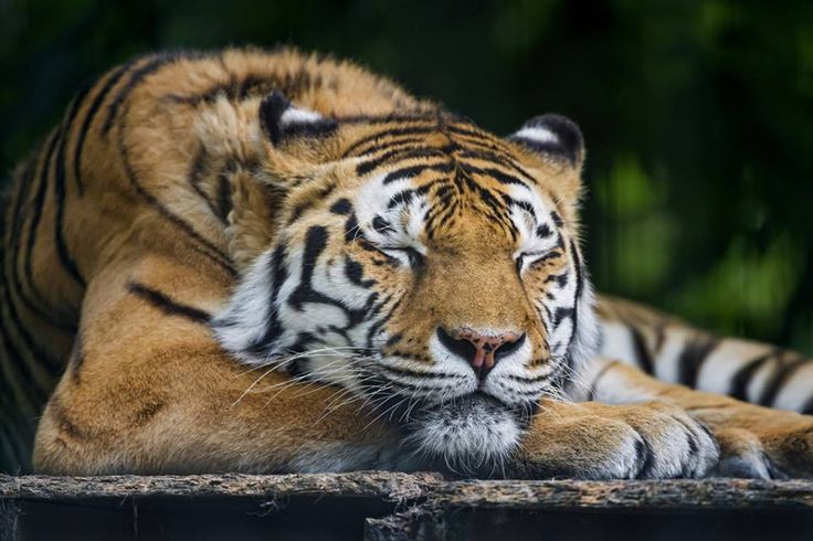 a tiger laying down on the ground with its head resting on it's paw