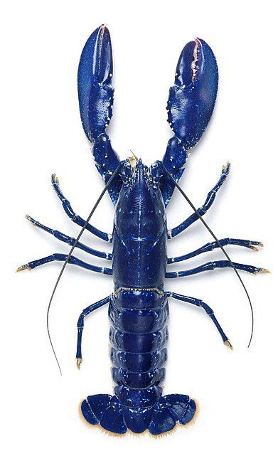 a blue lobster on a white background with clippings to the left and right sides