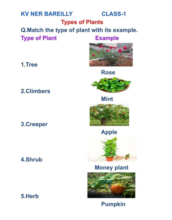 the four types of plants are shown in this chart, which one is for each plant?