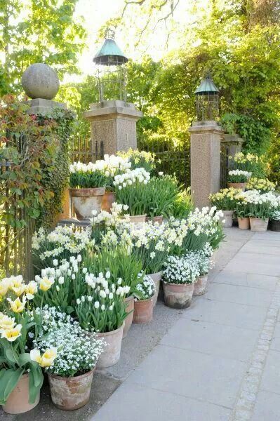 many potted plants with white flowers in them on the sidewalk next to some trees