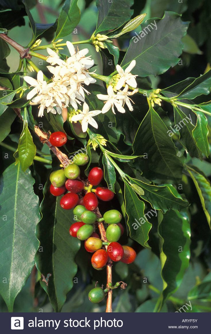 coffee beans growing on the tree with leaves and flowers - stock image