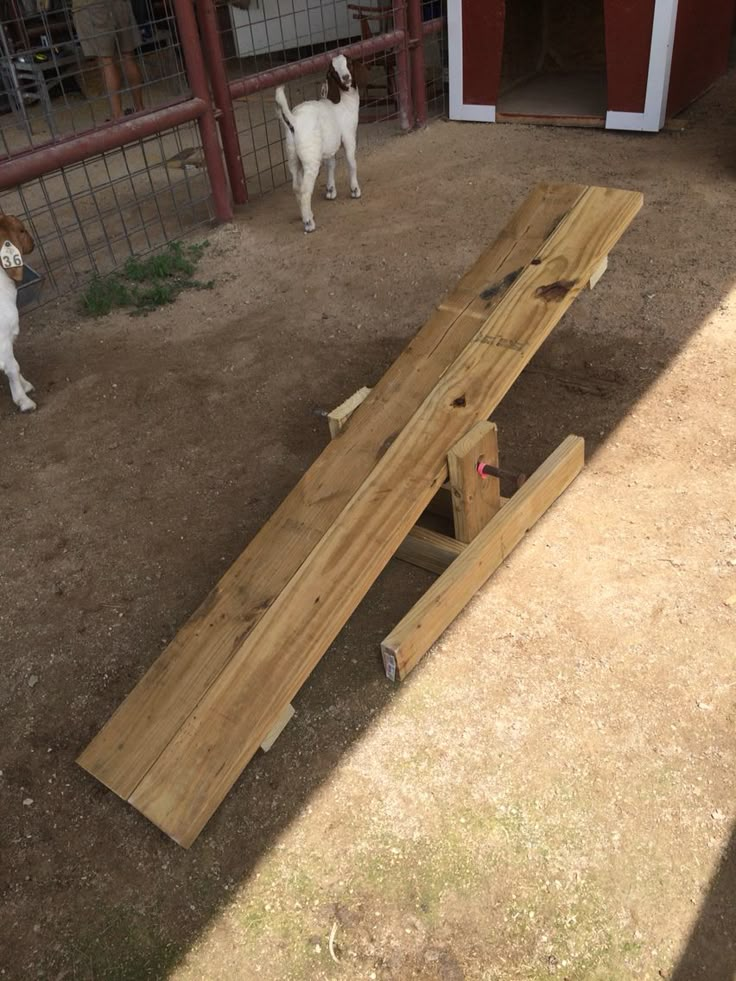 two small dogs standing next to a wooden ramp in an enclosed area with a barn door