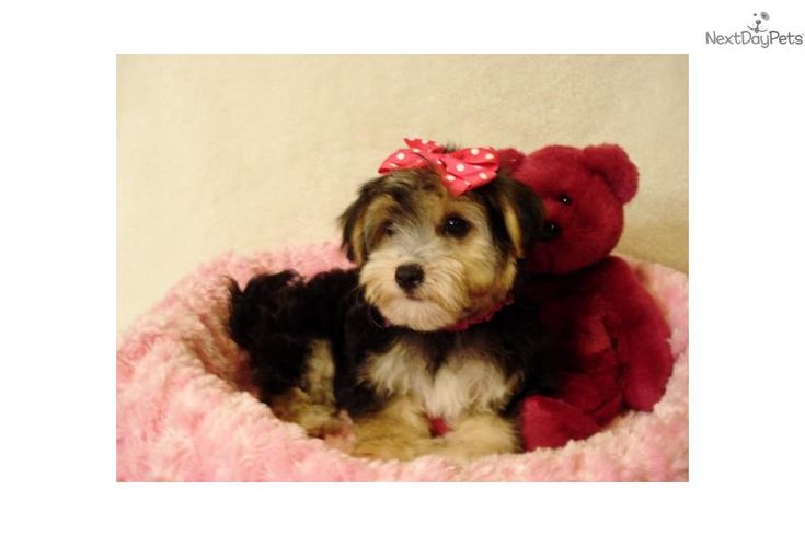 a small dog sitting in a pink bed with a teddy bear