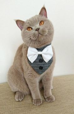 a cat wearing a suit and bow tie