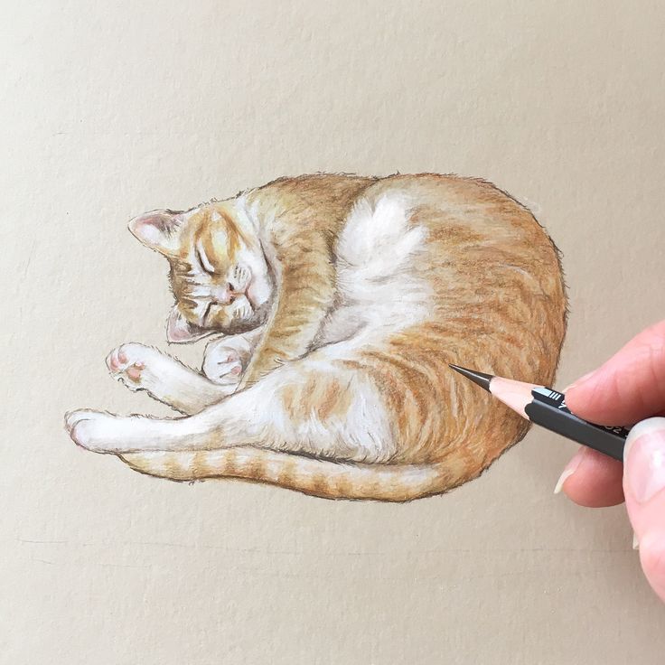 a drawing of a cat laying on top of a white paper next to a pencil