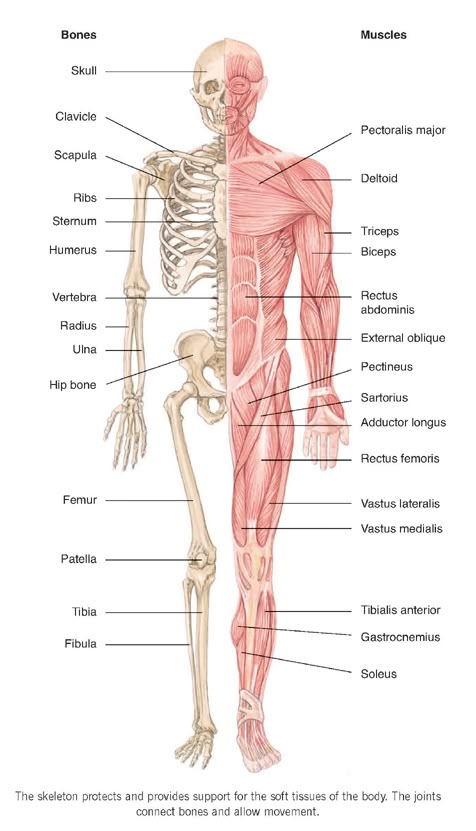 the muscles and their major skeletal systems are shown in this diagram, with labels on each side