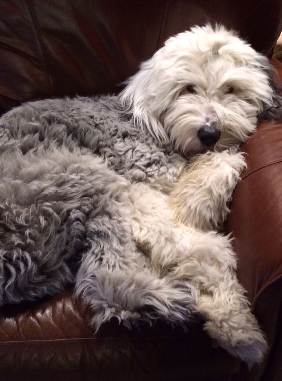 a shaggy white dog laying on top of a brown leather couch